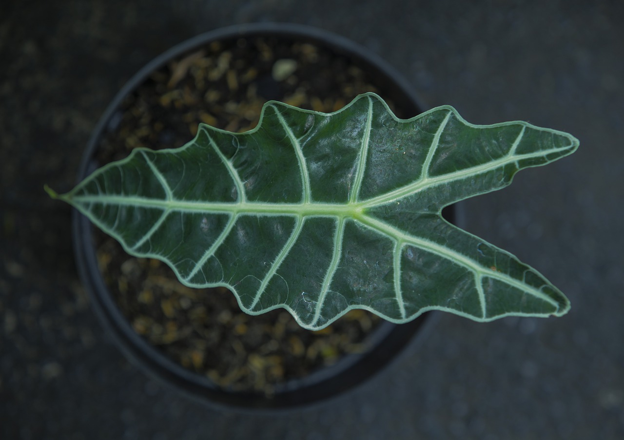 alocasia