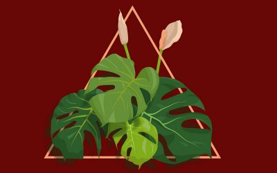 monstera