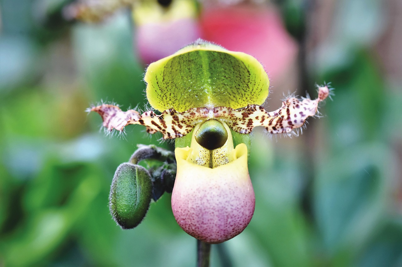 orkide